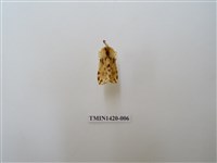 藏品(碎斑黃東燈蛾)的圖片